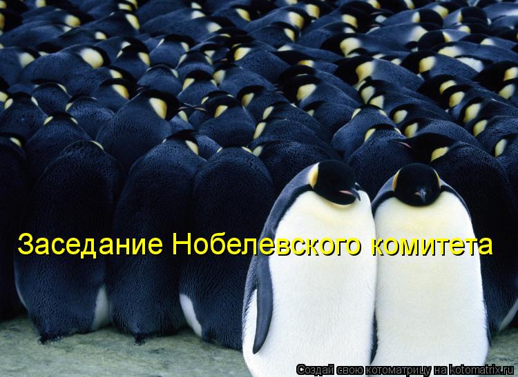 Котоматрица: Заседание Нобелевского комитета