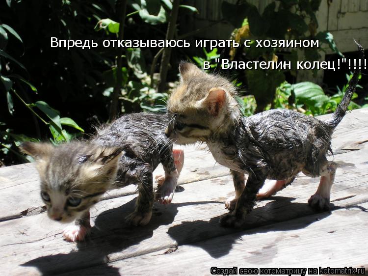 Котоматрица: Впредь отказываюсь играть с хозяином в "Властелин колец!"!!!!