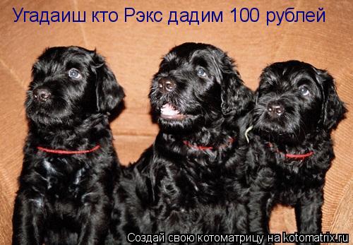 Котоматрица: Угадаиш кто Рэкс дадим 100 рублей