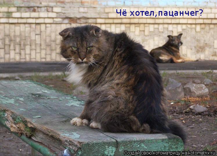 Котоматрица: Чё хотел,пацанчег?