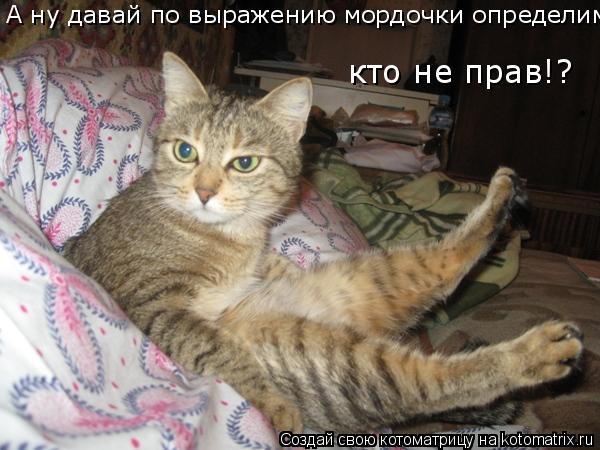 Котоматрица: кто не прав!? А ну давай по выражению мордочки определим