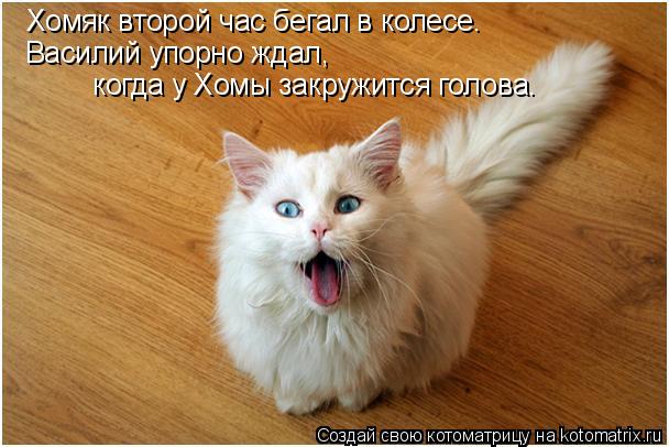 Хомяк второй час бегал в колесе. Василий упорно ждал, когда у Хомы закружится голова.... Котоматрица: Хомяк второй час бегал в колесе. Василий упорно ждал, когда у Хомы закружится голова.