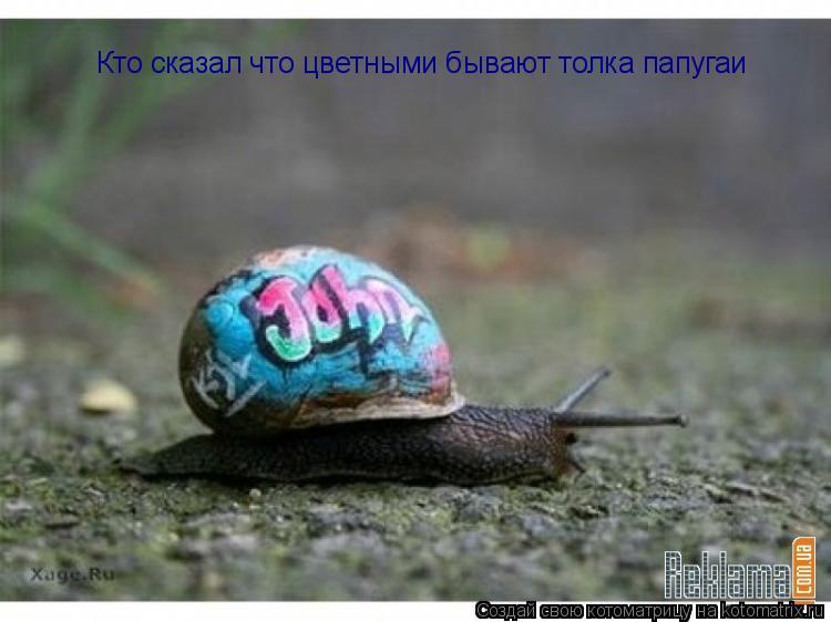 Котоматрица: Кто сказал что цветными бывают толка папугаи