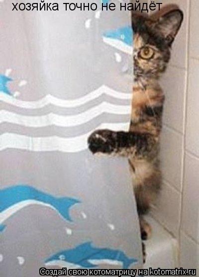 Котоматрица: хозяйка точно не найдёт