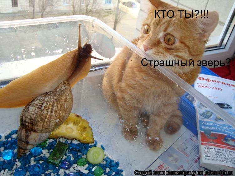 Котоматрица: КТО ТЫ?!!! Страшный зверь?!