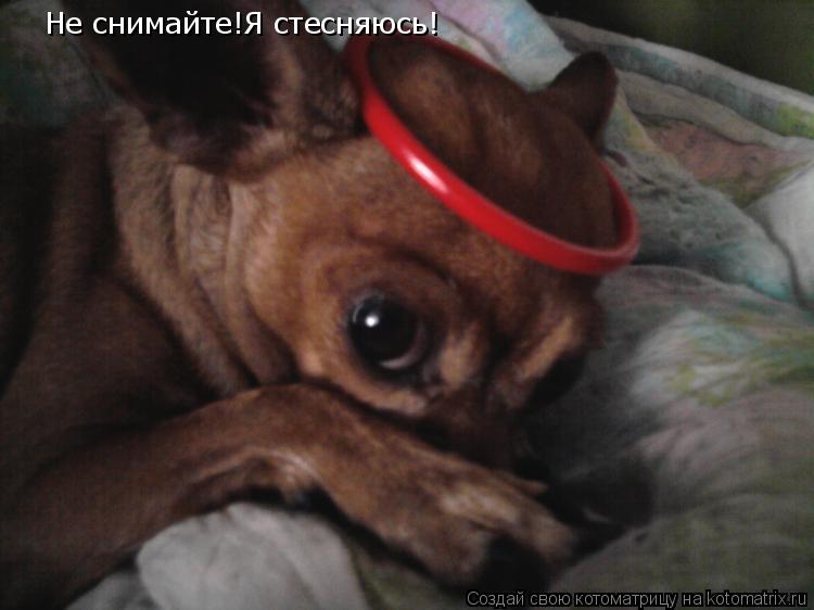 Котоматрица: Не снимайте!Я стесняюсь!