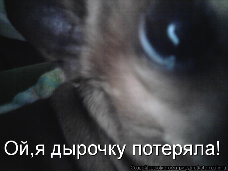 Котоматрица: Ой,я дырочку потеряла!