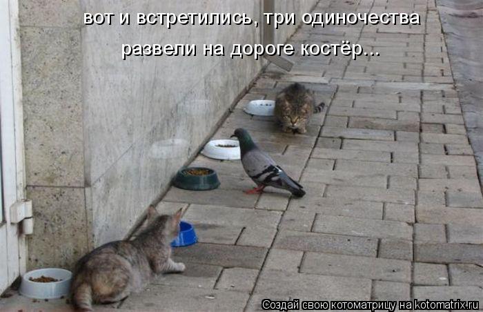 Котоматрица: вот и встретились, три одиночества развели на дороге костёр...