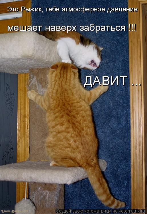 Котоматрица: Это Рыжик, тебе атмосферное давление  мешает наверх забраться !!!  ДАВИТ ...