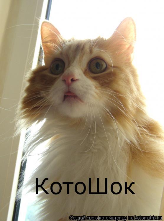 Котоматрица: КотоШок