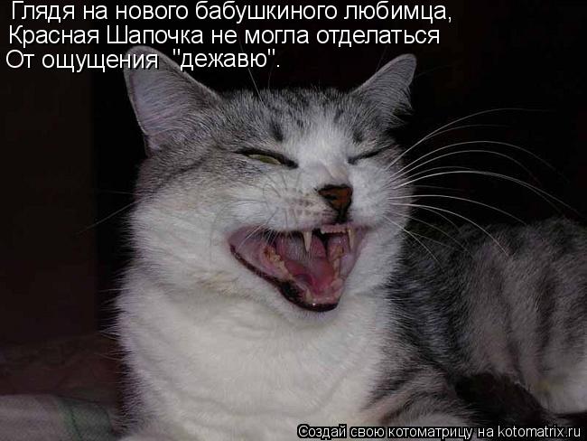 Котоматрица: Глядя на нового бабушкиного любимца,   Красная Шапочка не могла отделаться От ощущения          "дежавю".