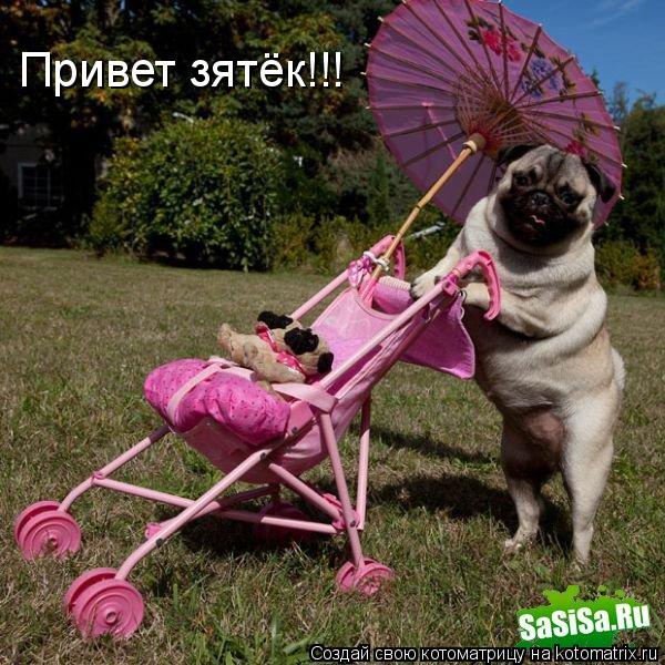 Котоматрица: Привет зятёк!!!