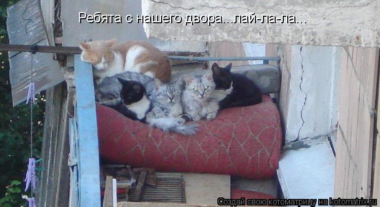 Котоматрица: Ребята с нашего двора...лай-ла-ла...