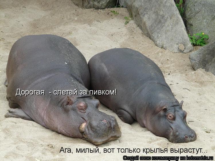 Котоматрица: Дорогая  - слетай за пивком! Ага, милый, вот только крылья вырастут...