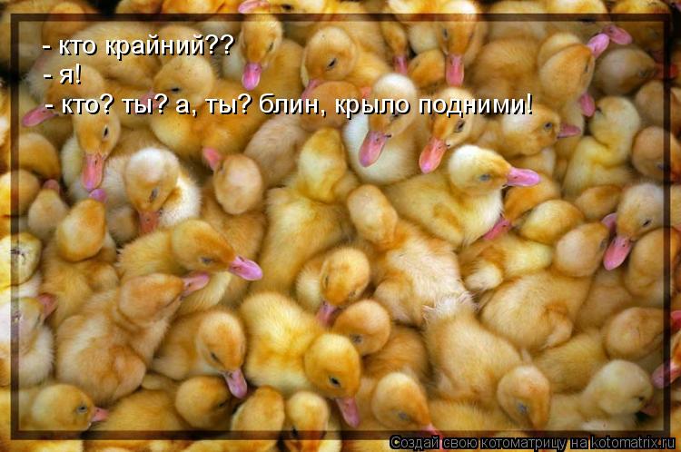 Котоматрица: - кто крайний?? - я! - кто? ты? а, ты? блин, крыло подними!