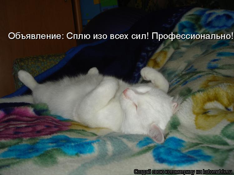 Котоматрица: Объявление: Сплю изо всех сил! Профессионально!