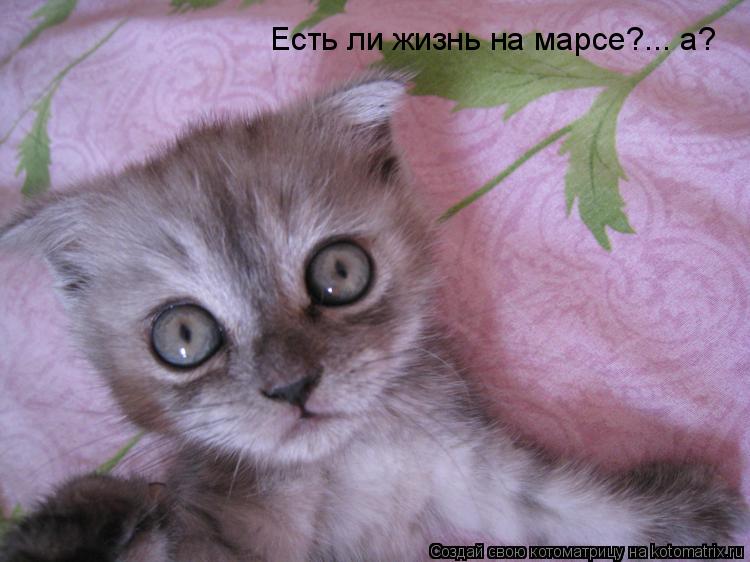 Котоматрица: Есть ли жизнь на марсе?... а?