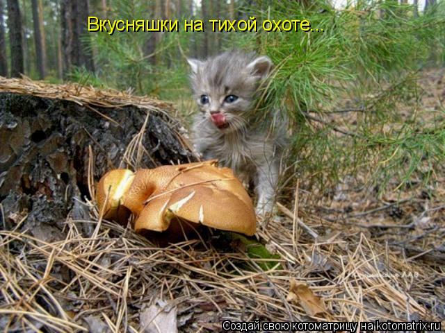 Котоматрица: Вкусняшки на тихой охоте...