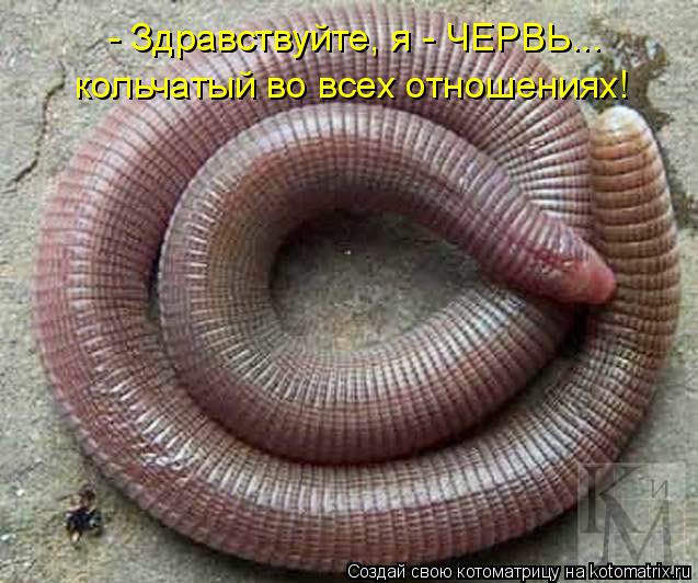 Котоматрица: - Здравствуйте, я - ЧЕРВЬ... кольчатый во всех отношениях!