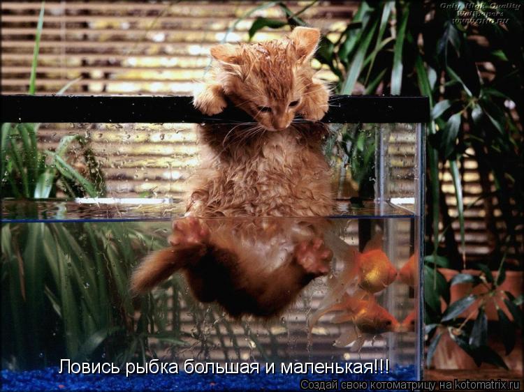 Котоматрица: Ловись рыбка большая и маленькая!!!