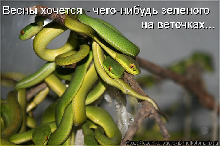 Котоматрица: Весны хочется - чего-нибудь зеленого на веточках...