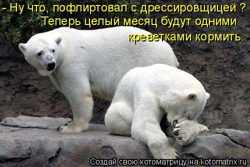 Котоматрица: - Ну что, пофлиртовал с дрессировщицей ? Теперь целый месяц будут одними  креветками кормить.