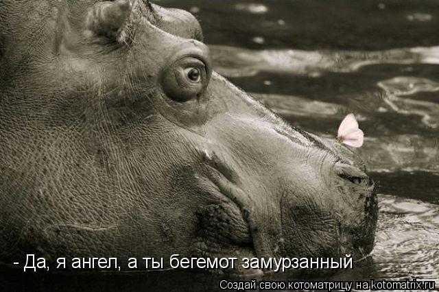 Котоматрица: - Да, я ангел, а ты бегемот замурзанный