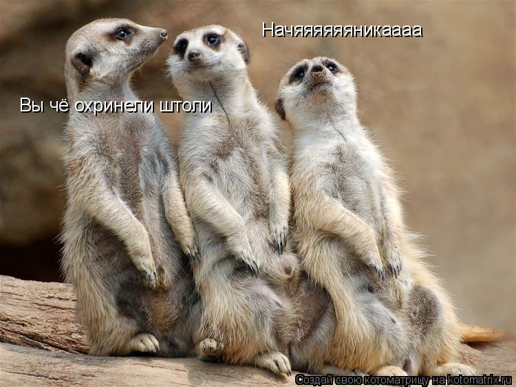 Котоматрица: Начяяяяяяникаааа Вы чё охринели штоли