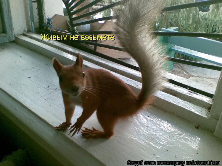 Котоматрица: Живым не возьмётё