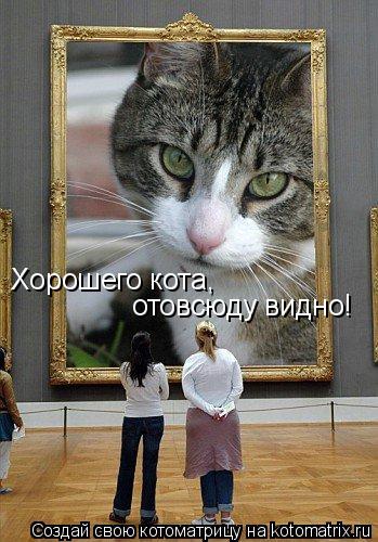 Котоматрица: Хорошего кота,  отовсюду видно!