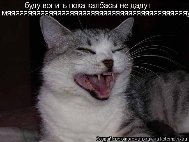 Котоматрица: буду вопить пока калбасы не дадут мяяяяяяяяяяяяяяяяяяяяяяяяяяяяяяяяяяяяяяяяяяяу