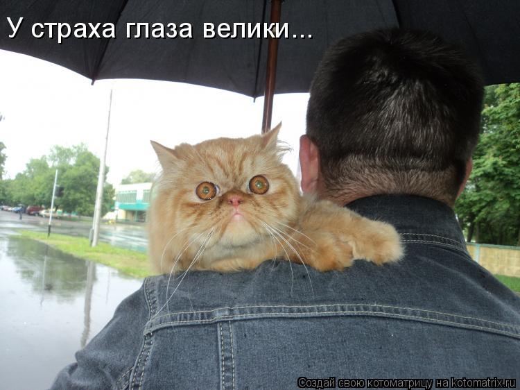 Котоматрица: У страха глаза велики...