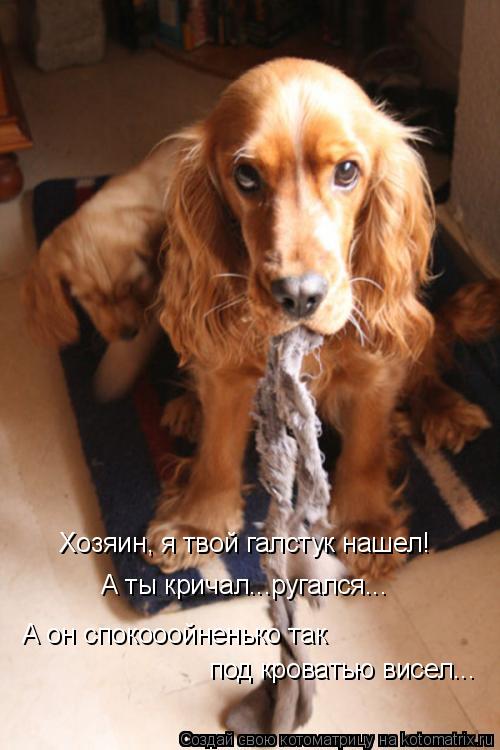 Хозяин, я твой галстук нашел! А ты кричал...ругался... А он спокооойненько так под кроватью висел..... Котоматрица: Хозяин, я твой галстук нашел! А ты кричал...ругался... А он спокооойненько так под кроватью висел...