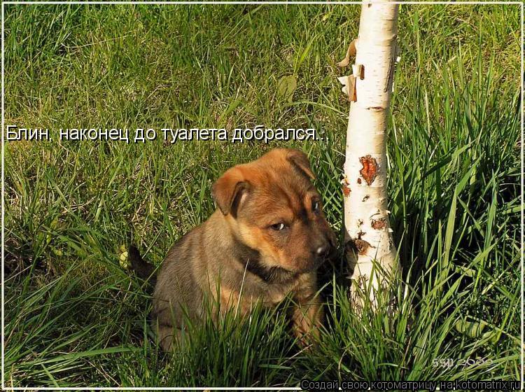 Котоматрица: Блин, наконец до туалета добрался...