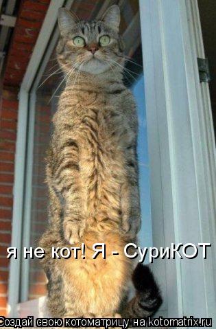 Котоматрица: я не кот! Я - СуриКОТ
