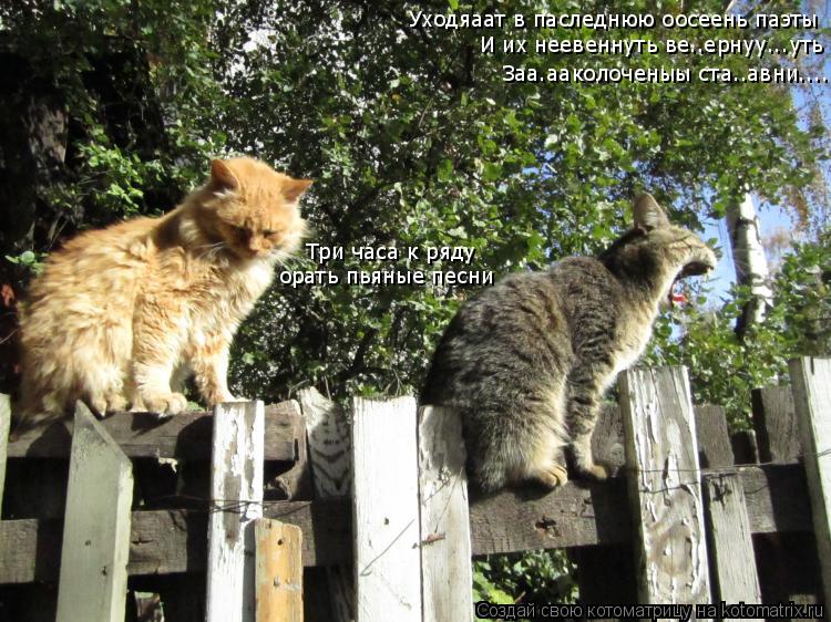 Котоматрица: Уходяаат в паследнюю оосеень паэты И их неевеннуть ве..ернуу...уть Заа.ааколоченыы ста..авни.... Три часа к ряду орать пьяные песни
