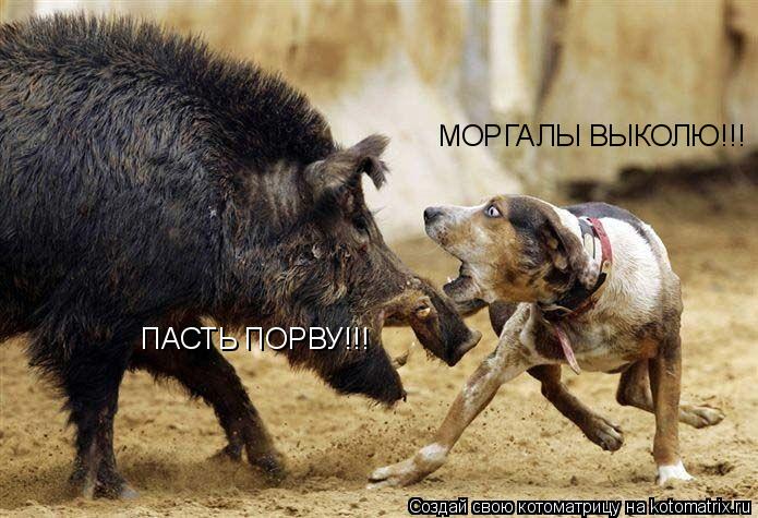ПАСТЬ ПОРВУ!!! МОРГАЛЫ ВЫКОЛЮ!!!... Котоматрица: ПАСТЬ ПОРВУ!!! МОРГАЛЫ ВЫКОЛЮ!!!