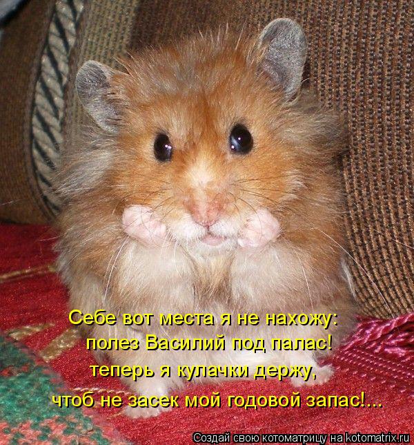 Котоматрица: Себе вот места я не нахожу: полез Василий под палас! теперь я кулачки держу, чтоб не засек мой годовой запас!...