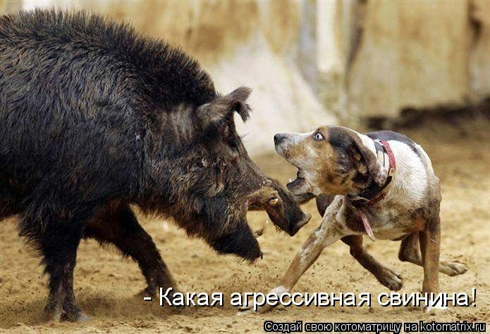 Котоматрица: - Какая агрессивная свинина!