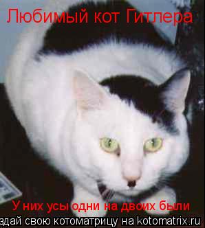 Котоматрица: Любимый кот Гитлера У них усы одни на двоих были