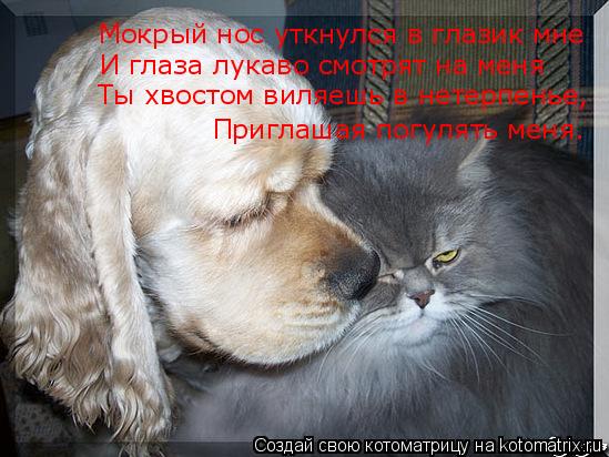 Мокрый нос уткнулся в глазик мне И глаза лукаво смотрят на меня Ты хвостом виляешь в нетерпенье, Приг... Котоматрица: Мокрый нос уткнулся в глазик мне И глаза лукаво смотрят на меня Ты хвостом виляешь в нетерпенье, Приглашая погулять меня.