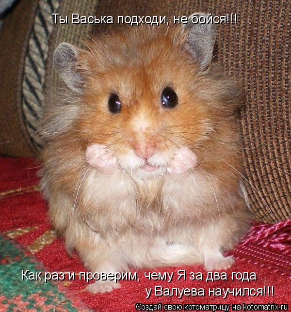 Котоматрица: Как раз и проверим, чему Я за два года у Валуева научился!!! Ты Васька подходи, не бойся!!!