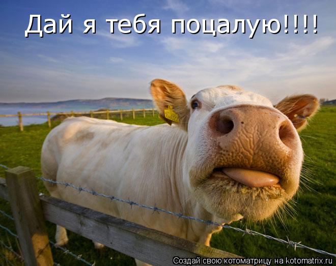 Котоматрица: Дай я тебя поцалую!!!!
