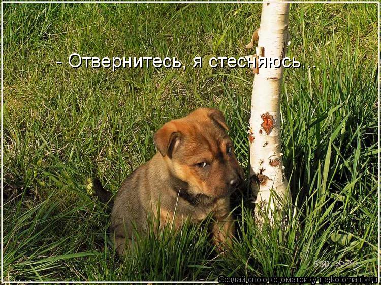 Котоматрица: - Отвернитесь, я стесняюсь...
