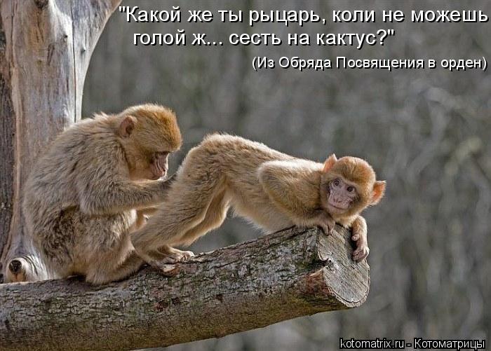 Котоматрица: "Какой же ты рыцарь, коли не можешь  голой ж... сесть на кактус?" (Из Обряда Посвящения в орден)