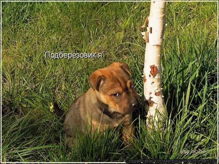 Котоматрица: Подберезовик я
