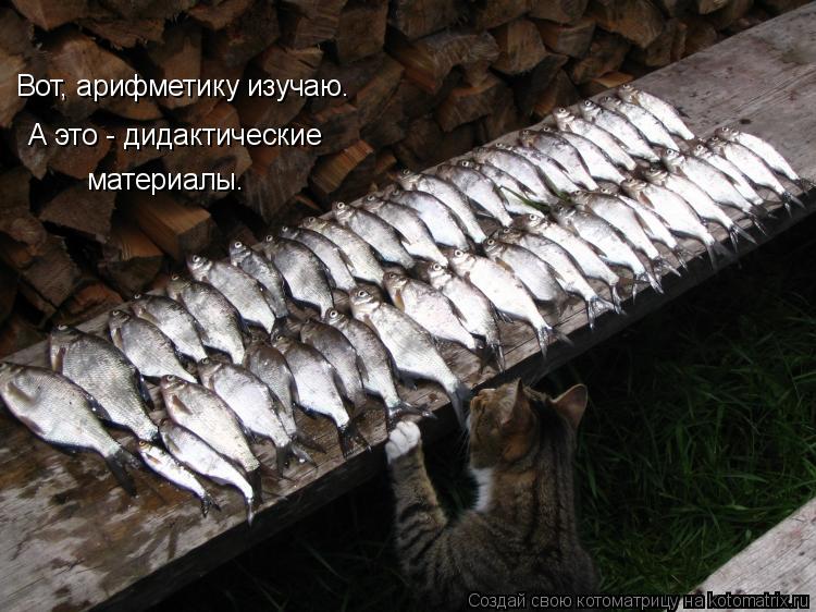 Вот, арифметику изучаю. А это - дидактические материалы.... Котоматрица: Вот, арифметику изучаю. А это - дидактические материалы.