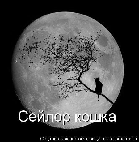 Котоматрица: Сейлор кошка