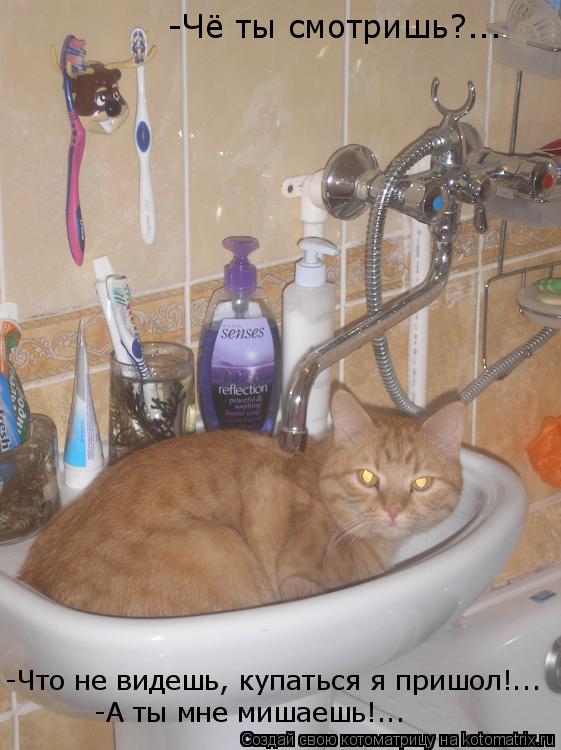 Котоматрица: -Чё ты смотришь?... -Что не видешь, купаться я пришол!... -А ты мне мишаешь!...