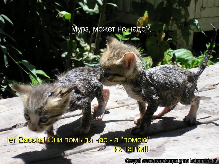 Котоматрица: Мурз, может не надо?... Нет Васька! Они помыли нас - а "помою" их тапки!!!